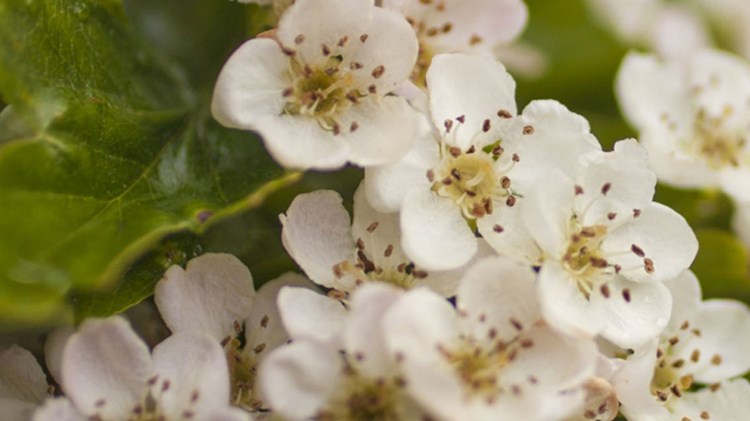 blomster-1200x500.jpg
