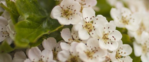 blomster-1200x500.jpg