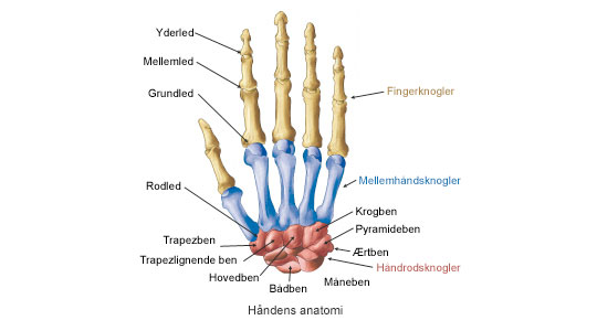 Bliv oppe Anklage Arkæologiske Bliv klogere på håndens anatomi | Aleris