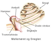 Oerets_anatomi_mellemoere-snegl.jpg