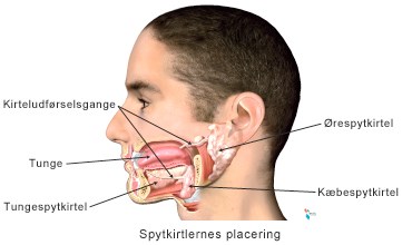 Spytkirtlernes_placerning.jpg