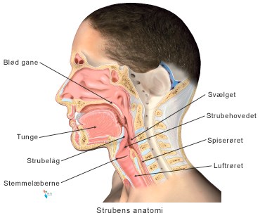 Strubens_anatomi.jpg