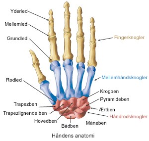 perler patologisk Ti Bliv klogere på håndens anatomi | Aleris