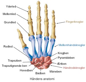klogere på håndens anatomi |