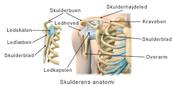 træt af svælg Sprede Bliv klog på skulderens anatomi | Aleris