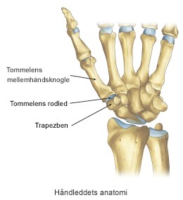 i tommelfingeren – specialister Aleris